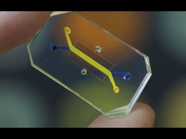 Cientistas usam impressora 3D para reproduzir coração humano em um chip