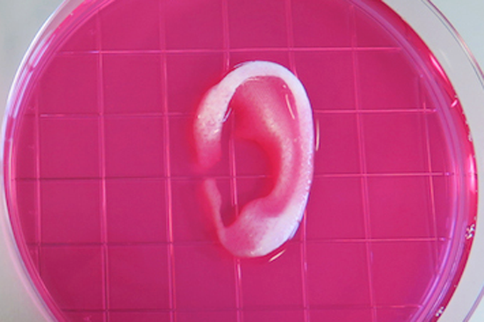 Órgãos impressos em 3D poderão ser usados por humanos em breve