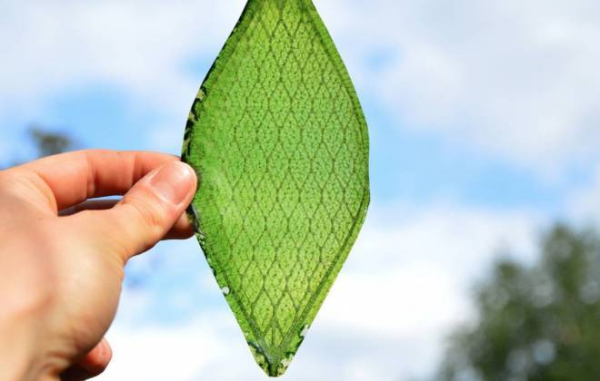 Essa é a primeira folha artificial capaz de criar oxigênio