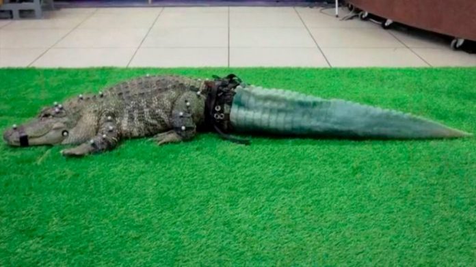 Crocodilo recupera sua cauda graças a impressão 3D
