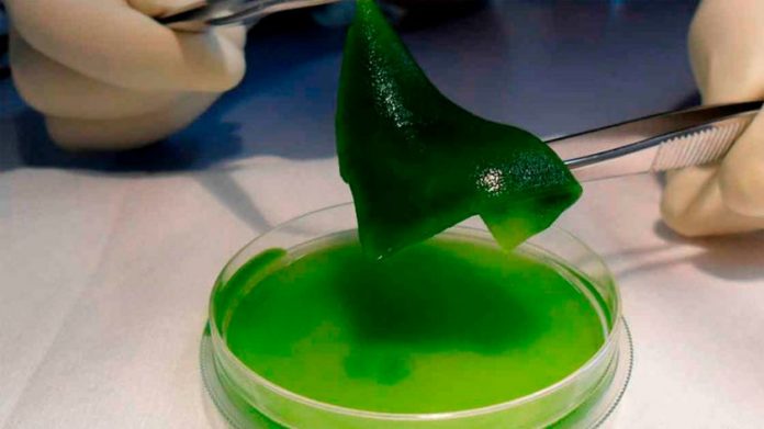 Engenheiros chilenos criam pele ‘fotossintética’ que regenera tecidos e gera oxigênio