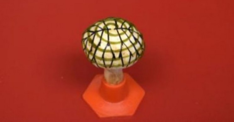 Bionic ‘Wonderland’ Mushroom Unlocks New Insights Into Creating Electricity
