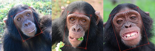 Reconhecimento facial: o programa que pode ajudar a combater o tráfico de chimpanzés