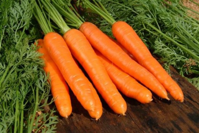 Cientistas criam biocombustíveis a partir de resíduos de cenoura