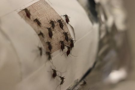 Grafeno é a nova aposta contra picadas de mosquitos