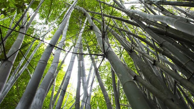 ‘Bambu elétrico’: cientistas brasileiros transformam planta em substituta para fios e canos
